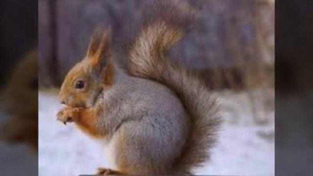 Белки. смотреть онлайн