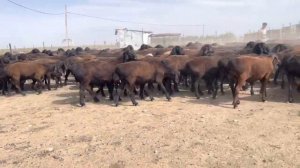 На продажу Гиссарский бараны К/Х Нурзода 2022 г 87026461212