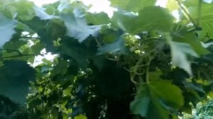 Формировка винограда в виде пальмы или дерева вертикальная шпалера штамб маглари куст форма пергола