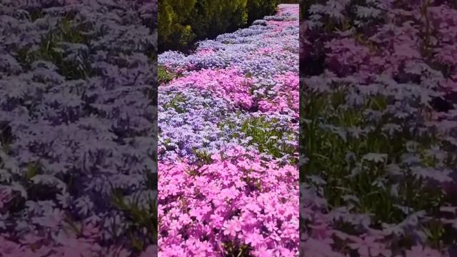 красота смотреть онлайн