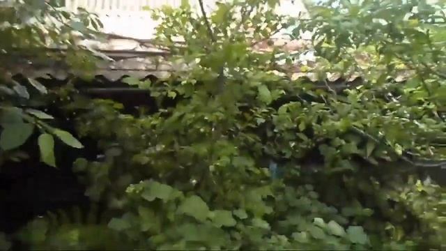 Железов Валерий Корневые отводки китайской сливы прекрасный подвой Съемка 2016 год смотреть онлайн