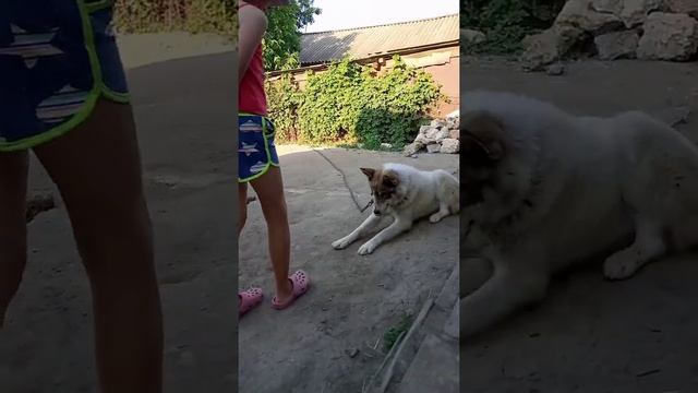 CАБАКА В КАКОЙ РУКЕ УГАДАКА. смотреть онлайн
