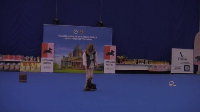 Новички - Карабанова Юлия и Цвергпинчер Дикий Запад из Питерского Дозора смотреть онлайн