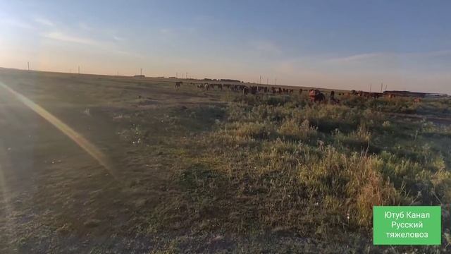 Первый раз заседлал пегую лошадь.| Табунное коневодство. смотреть онлайн