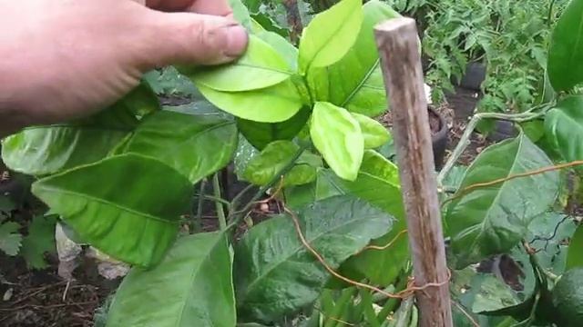 Комнатный мандарин на улице смотреть онлайн