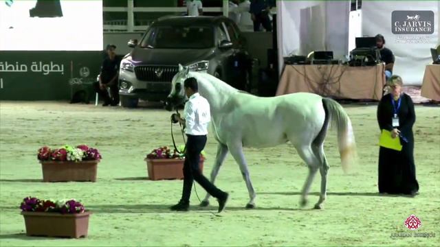 N 90 EKRAM AL KHALED The 14th Makkah International Region Championship 2023 by Al Sawary Farm смотреть онлайн