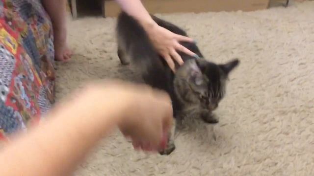 Курлы-мурлы :D Monsheur Mazurka смотреть онлайн