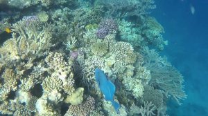 РЫБЫ КРАСНОГО МОРЯ С НАЗВАНИЯМИ| Египет, Хургада 2020