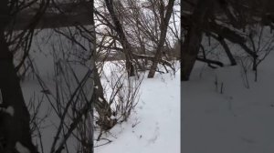 Ягдтерьер охотится на кабана