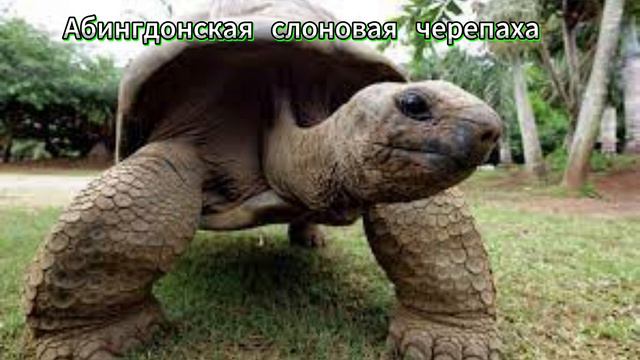 Эхо утраченной жизни: Путешествие в мир вымерших видов смотреть онлайн