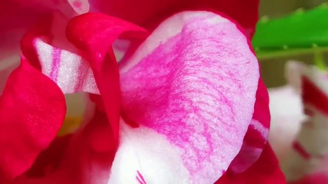 ഈ ചെടിയെ എവിടെ കണ്ടാലും പൊക്കിക്കോ കാരണം ഇതാണ്|balsam|impatient plants|chediveed смотреть онлайн