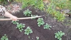 Как я ОКУЧИВАЮ КАРТОФЕЛЬ вручную