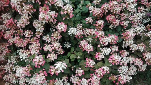 Гортензии в моем саду смотреть онлайн