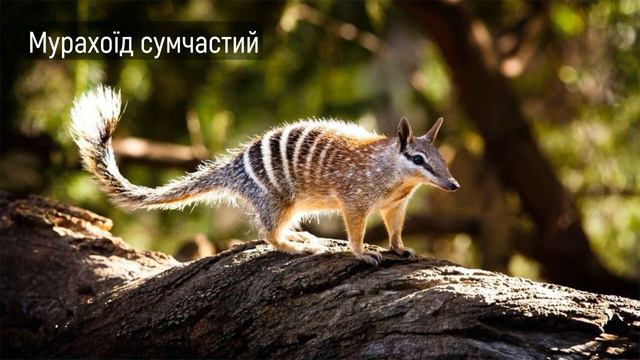 Тварини Австралії. Серія «Природне довкілля». Відеопрезентація Фотоальбому