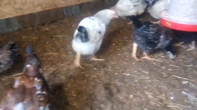 Ливенские ситцевые два месяца смотреть онлайн