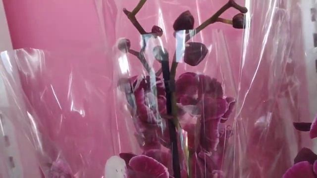 Вау! Сортовые орхидеи и не только. Франтера,Клеопатра, Жемчужина императора... смотреть онлайн