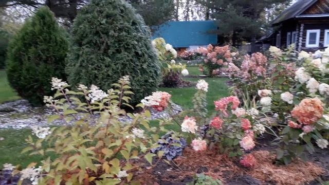 ✿➽ Дачные зарисовки после заморозка 25 09