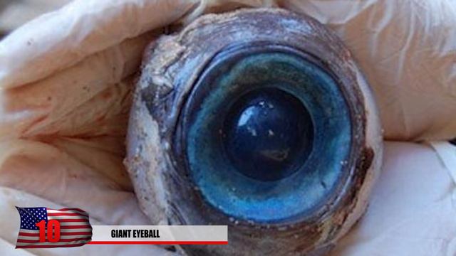 20 Strangest Beach Discoveries смотреть онлайн