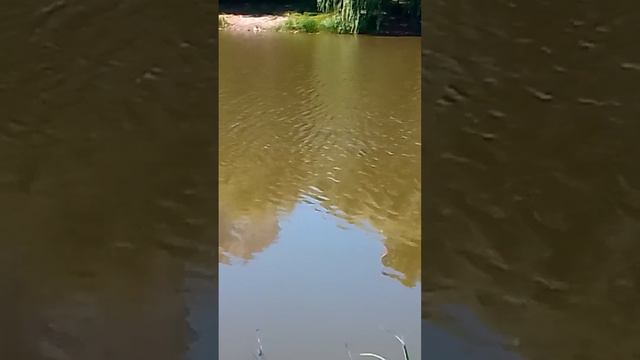 рыбалка на кормушку смотреть онлайн