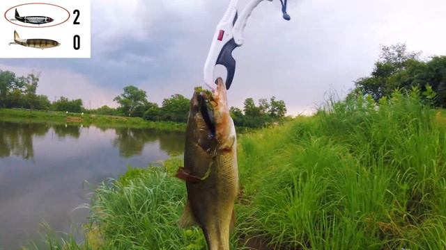 Whopper Plopper Challenge:  Loon Vs Perch!