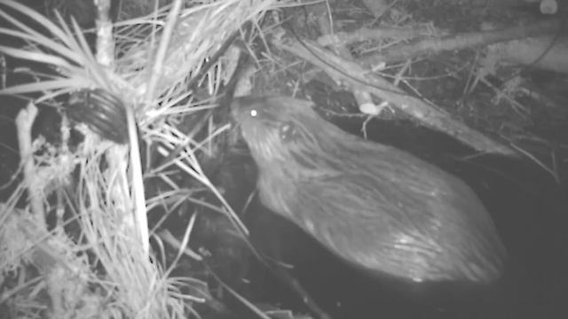 Охота на бобров. Бобры попадают в капкан. смотреть онлайн