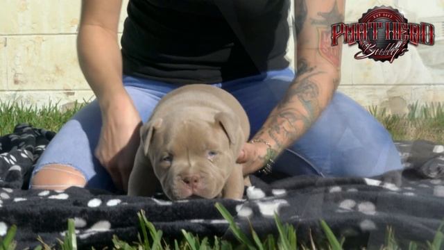 Extraordinary Golden Pocket American Bully Pups (Gran Dali/Big Dogs Romania/Dax Line) смотреть онлайн