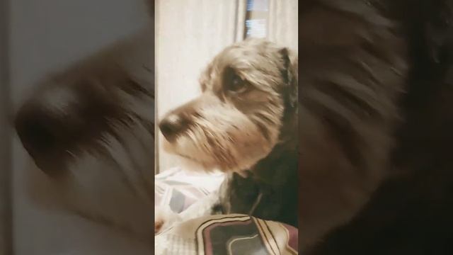 моя собака кекс улетела