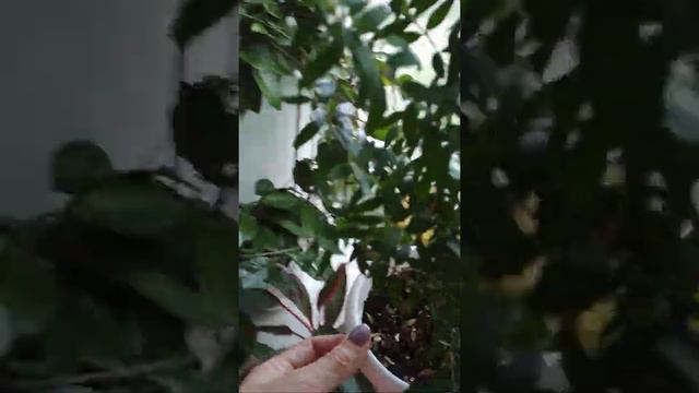 Цветы на окне смотреть онлайн