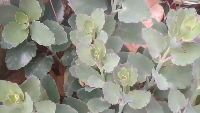 Plantas  Que Começa A Colorir No Outono