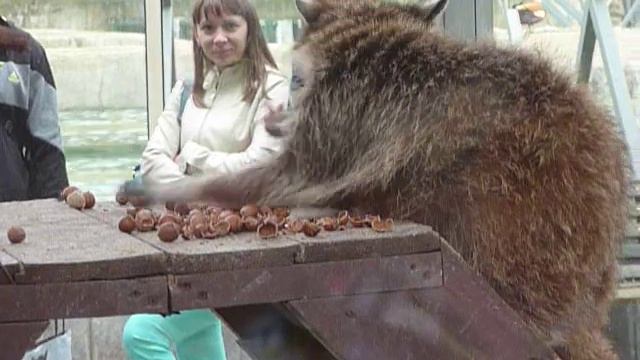 Енот ест смотреть онлайн