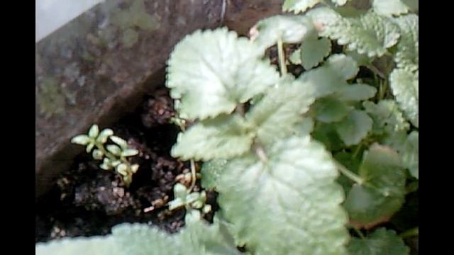 Мята болотная,мята колосистая ,мята перечная,мелисса садовая,мелисса лимонная.