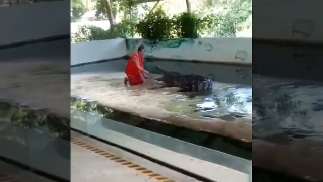 Опасный трюк с крокодилом. Повезло...) смотреть онлайн