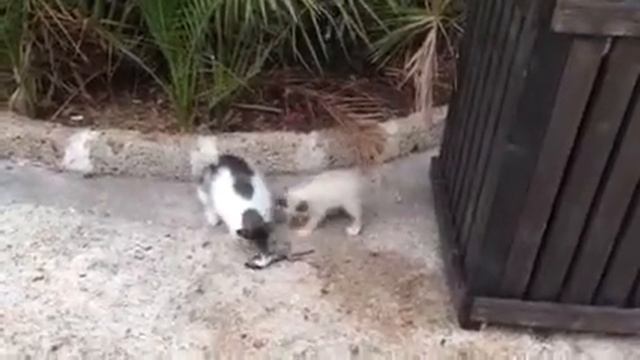 Кошки жрут ящерицу смотреть онлайн