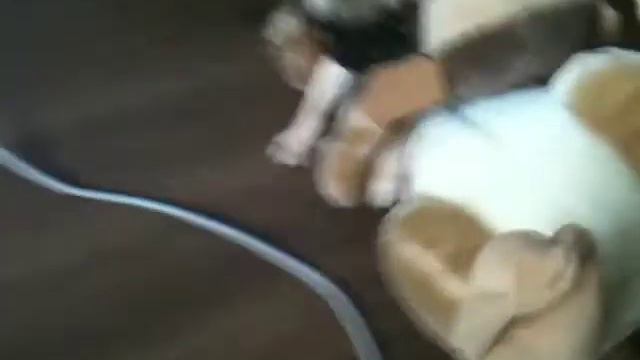 мопсик Маркиз 2 месяца смотреть онлайн