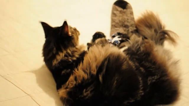 Мейн кун. Бой с Хаской )) смотреть онлайн