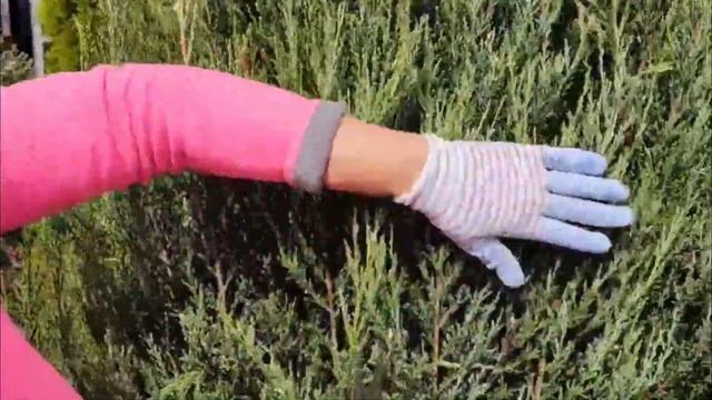 Формируем можжевельник скальный Блю Эрроу (Blue Arrow) смотреть онлайн