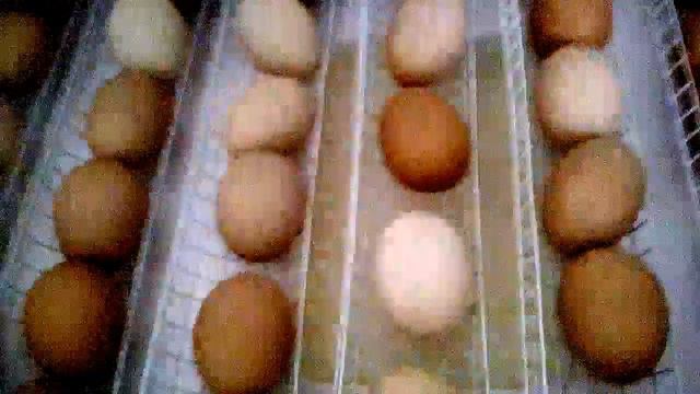 Инкубация куриных яиц в инкубаторе Теплуша 63 автомат. 1ч смотреть онлайн