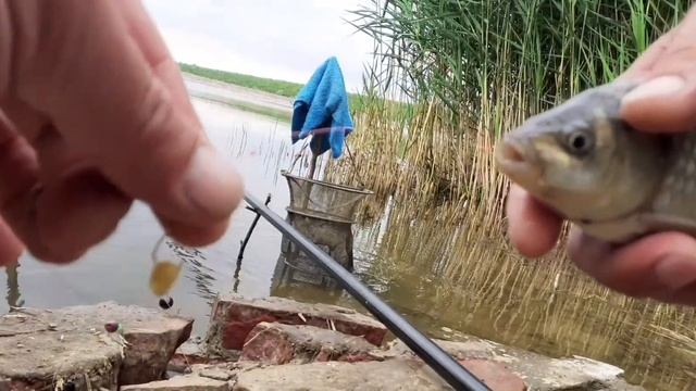16.06.2022 РЫБАЛКА на КАРАСЯ,крючки OWNER!NRG fishing смотреть онлайн
