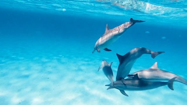 3 Things Cyber Security Professionals Can Learn From Dolphins | Log4j Java Library #Zeroday #CVE смотреть онлайн