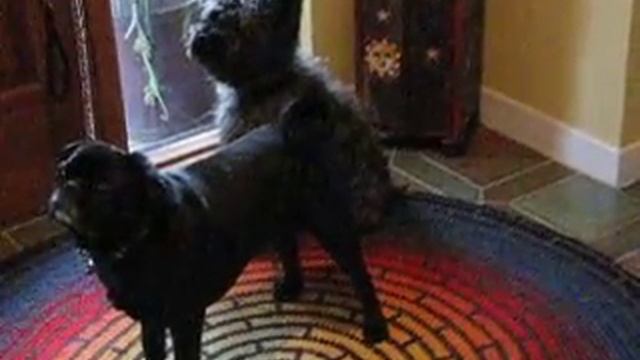 the Daily Adventures of Jazz and Jetta, Part 2. смотреть онлайн