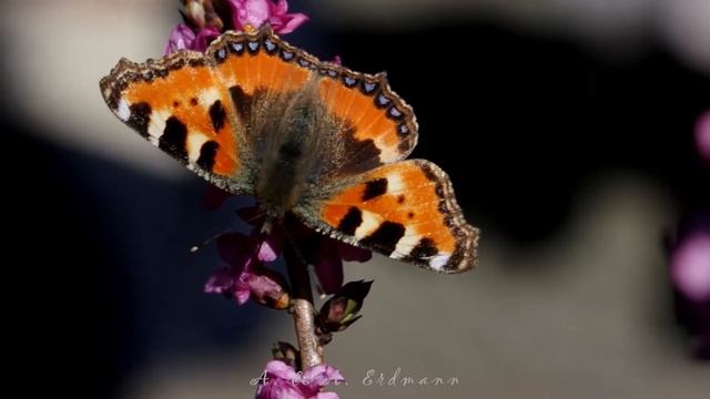 Волчье лыко цветёт. смотреть онлайн