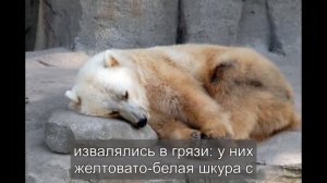 Что за зверь родится, если скрестятся белый и бурый медведи?