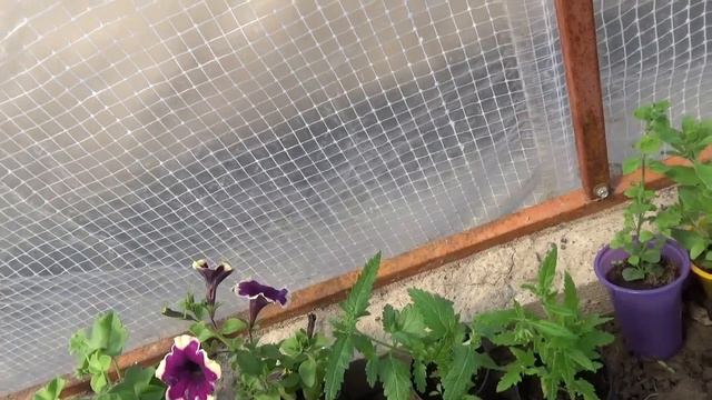 Получила посылку с растениями !!! смотреть онлайн