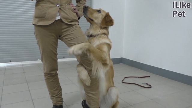 4 совета, как сделать фотографию с собакой идеальной на ilikpet смотреть онлайн