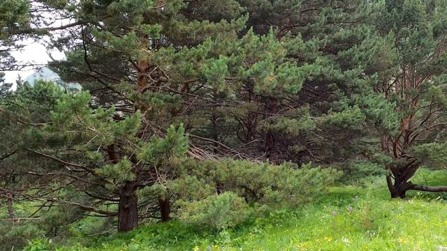 Nature Sounds In A Pine Forest In The Highlands