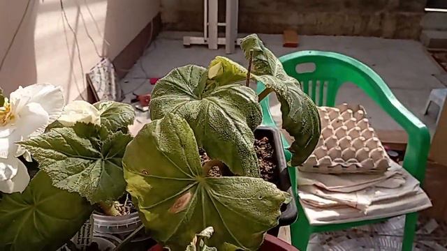 Бегонии клубневые и гибридные в сентябре. смотреть онлайн