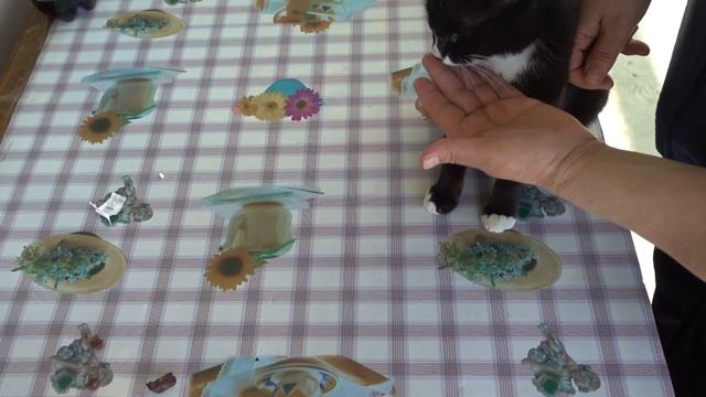 Как дать таблетку от глистов кошке. смотреть онлайн