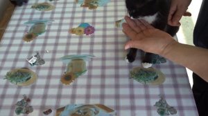 Как дать таблетку от глистов кошке.