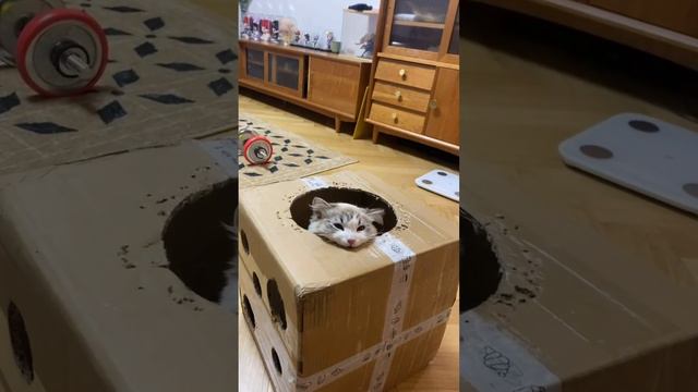 Playful Puss: Adorable Chinese Ragdoll Cat Shows Off Toothsome Skills смотреть онлайн