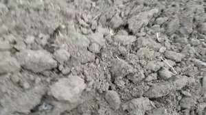 Рвем плужную подошву.  Пахота трактором мтз 82.1 и плуг Бомет 4 корпуса.